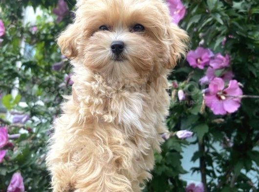 Üreti̇mden Safkan Malti̇poo Yavrular