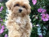 Üreti̇mden Safkan Malti̇poo Yavrular