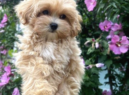 Üreti̇mden Safkan Malti̇poo Yavrular görsel