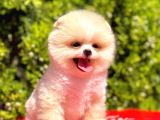 Sabah şekerim pomeranian