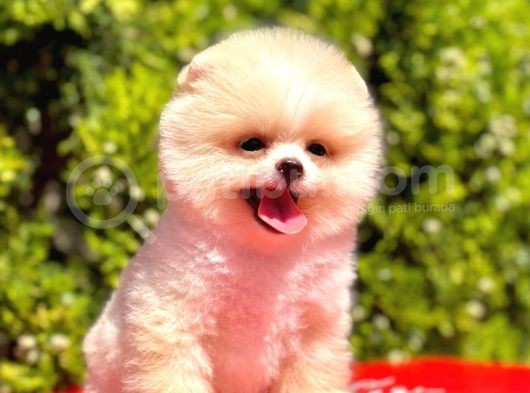 Sabah Şekerim Pomeranian