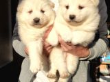 SAMOYED BEBEKLERİMİZ