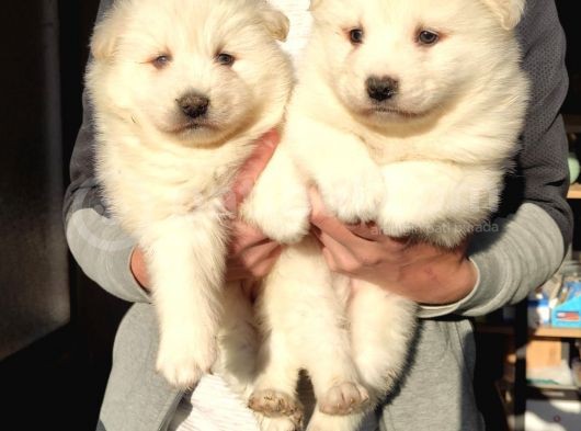 Samoyed Bebekleri̇mi̇z
