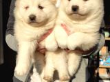 Samoyed Bebekleri̇mi̇z