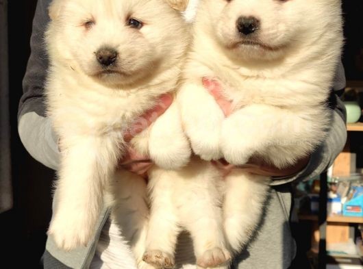 Samoyed Bebekleri̇mi̇z görsel
