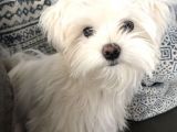MALTİPOO BEBEKLERİMİZ