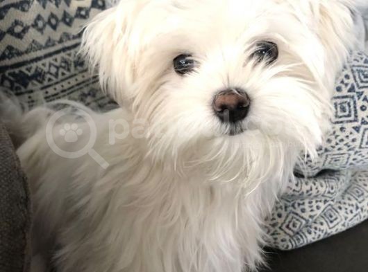 Malti̇poo Bebekleri̇mi̇z