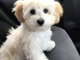 Malti̇poo Bebekleri̇mi̇z