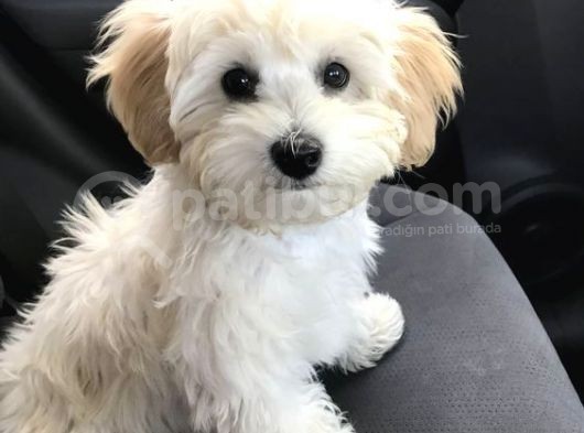 Malti̇poo Bebekleri̇mi̇z görsel