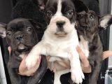 FRENCH BULLDOG PUPPY