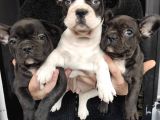 French Bulldog Puppy