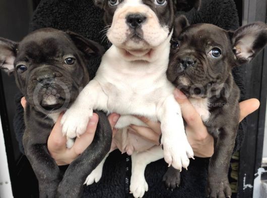 French Bulldog Puppy görsel