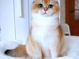 şecereli British shorthair NY11 Erkek Kedi Damızlık
