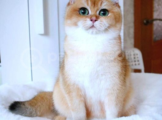 Şecereli British Shorthair Ny11 Erkek Kedi Damızlık