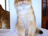 Şecereli British Shorthair Ny11 Erkek Kedi Damızlık