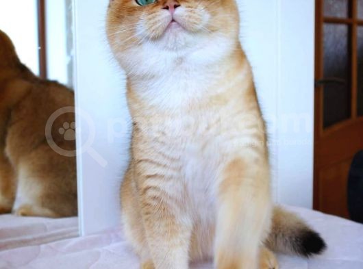 Şecereli British Shorthair Ny11 Erkek Kedi Damızlık görsel