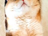 Şecereli British Shorthair Ny11 Erkek Kedi Damızlık