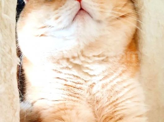 Şecereli British Shorthair Ny11 Erkek Kedi Damızlık görsel