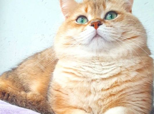 Şecereli British Shorthair Ny11 Erkek Kedi Damızlık görsel