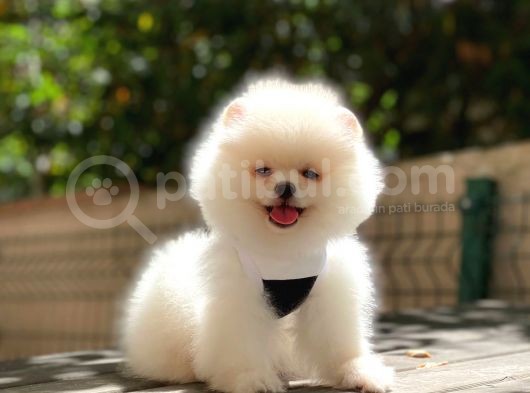 Pomeranian Boo Yavrularımız görsel