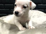Jack Russell Terri̇er Bebekleri̇mi̇z Gelmi̇şti̇r