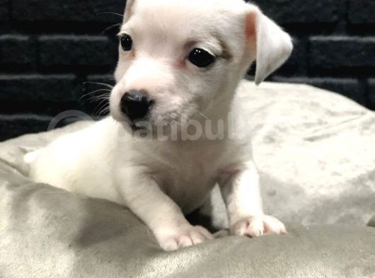 Jack Russell Terri̇er Bebekleri̇mi̇z Gelmi̇şti̇r görsel