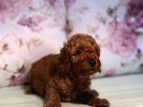 Toy Poodle Yavrularım