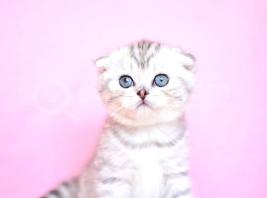 Asil Soydan Silver Scottishfold