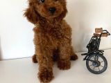 Redbrown Erkek Toy Poodle Yavrular