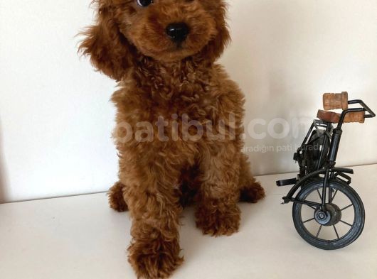 Redbrown Erkek Toy Poodle Yavrular görsel
