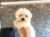 MALTESE TERRİER YAVRULARIM TESLİME HAZIR