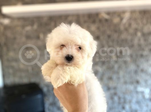 Maltese Terri̇er Yavrularim Tesli̇me Hazir