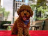 Orijinal toy poodle erkeğimiz duke