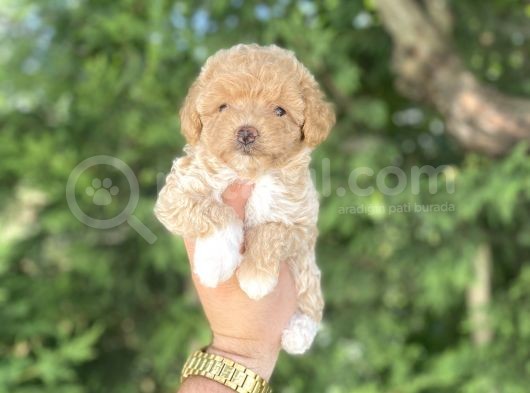 Poodle Ayarinda Malti̇poo Bebekler görsel