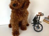 Redbrown Erkek Toy Poodle Yavrular