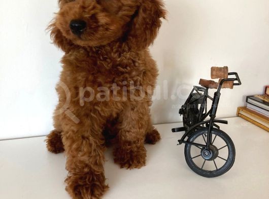 Redbrown Erkek Toy Poodle Yavrular görsel