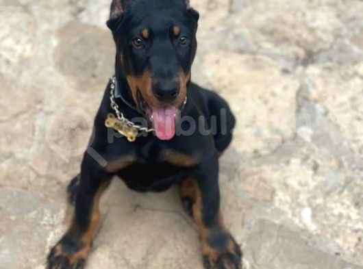 King Doberman Yavrular