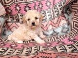 Poodle bebekler