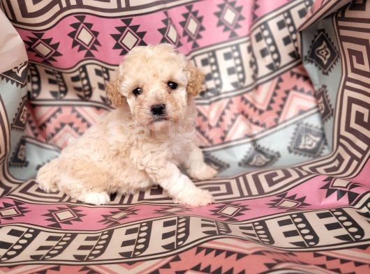 Poodle Bebekler