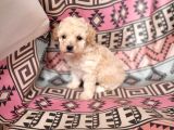 Poodle Bebekler