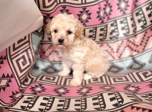 Poodle Bebekler görsel