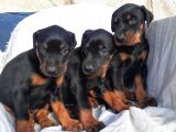 King Doberman Yavrular