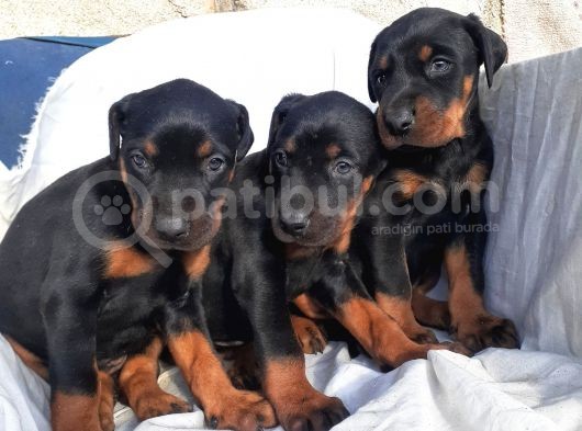 King Doberman Yavrular görsel