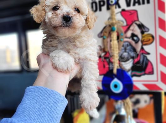 Poodle Bebekler görsel