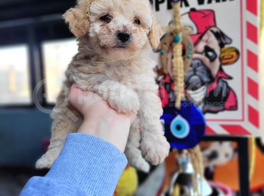 Poodle Bebekler görsel