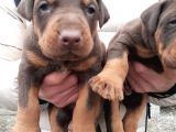 King Doberman Yavrular