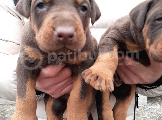 King Doberman Yavrular görsel