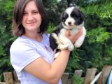 Border Collie Bebekler