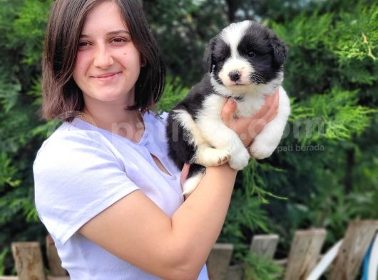 Border Collie Bebekler görsel