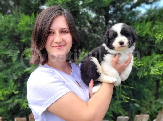 Border Collie Bebekler görsel